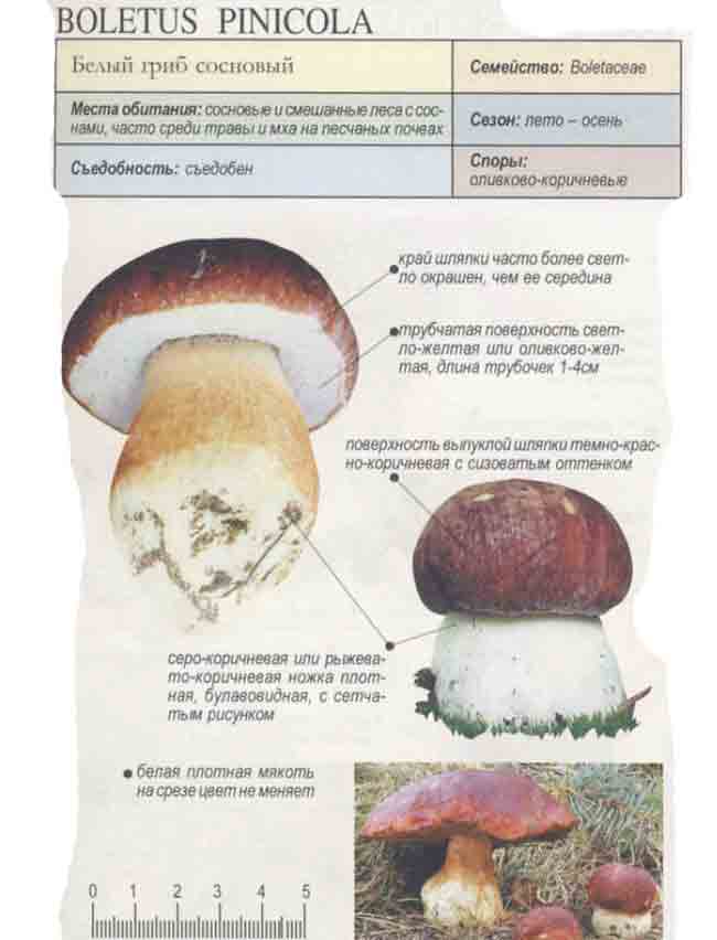 Сколько белков в белом грибе. Белый гриб Боровик. Боровик белый гриб съедобный или нет. Ядовитые грибы боровики. Боровик - белый гриб Боровик.