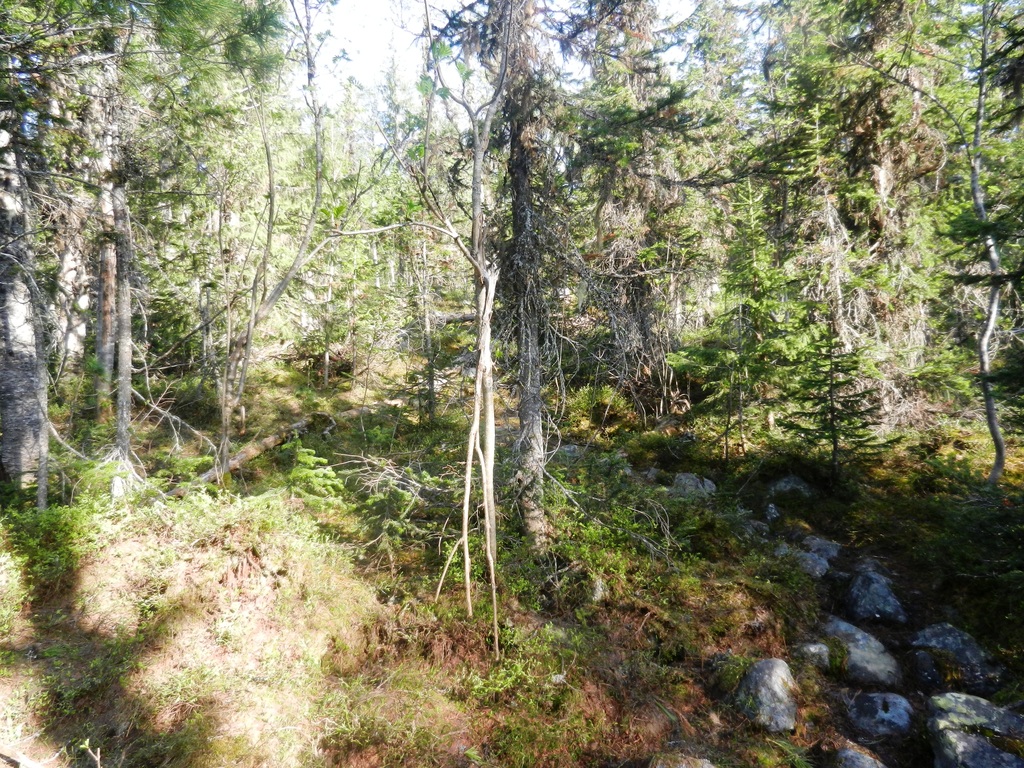 ������������� �����������