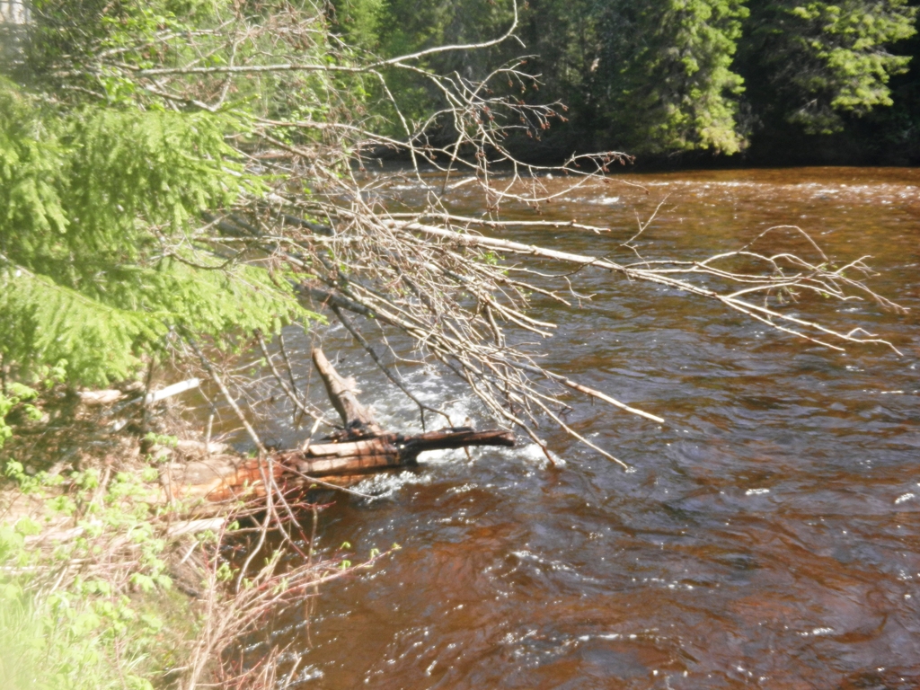 ������������� �����������