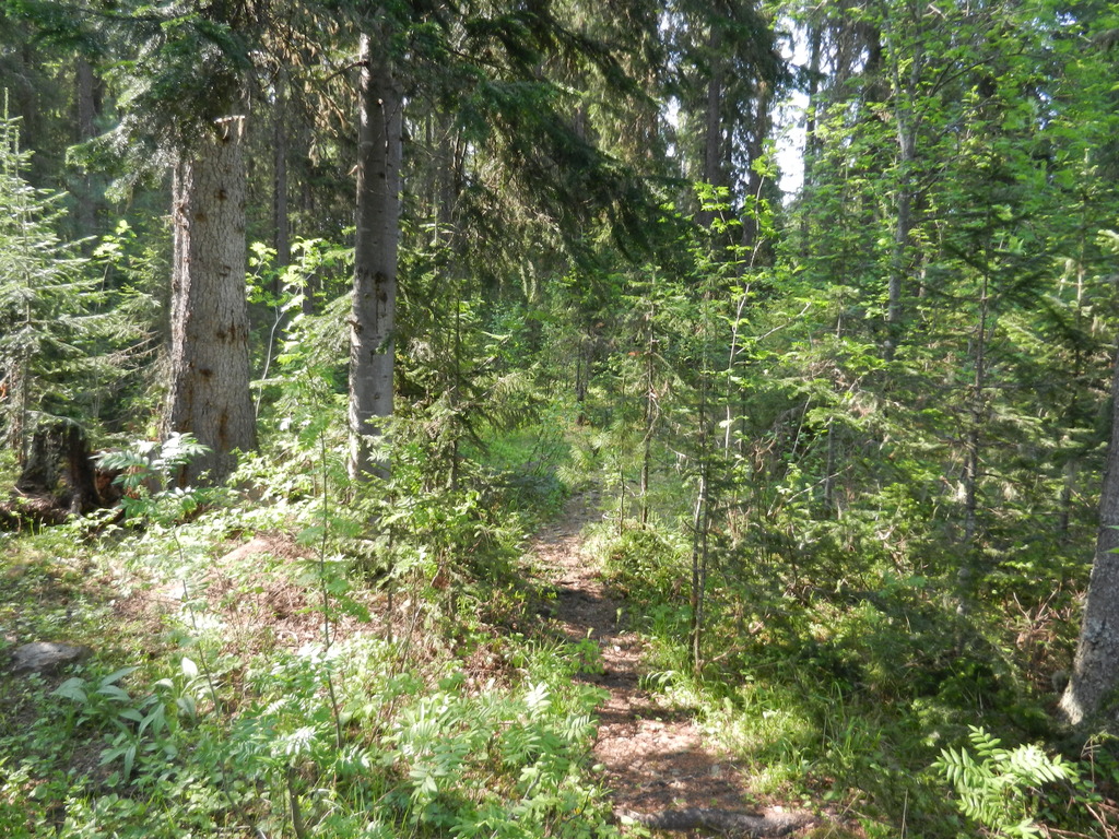 ������������� �����������