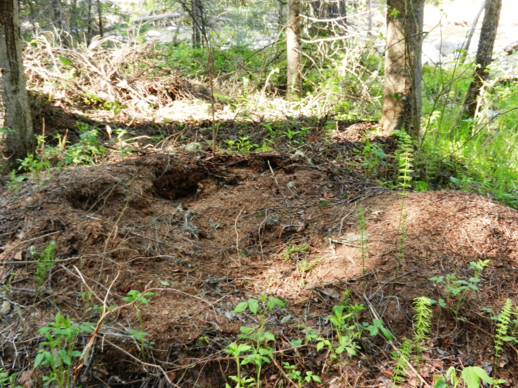 ������������� �����������