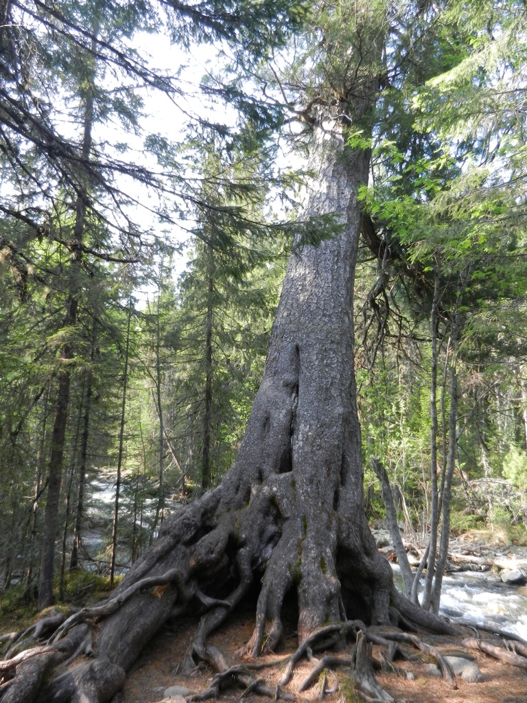 ������������� �����������