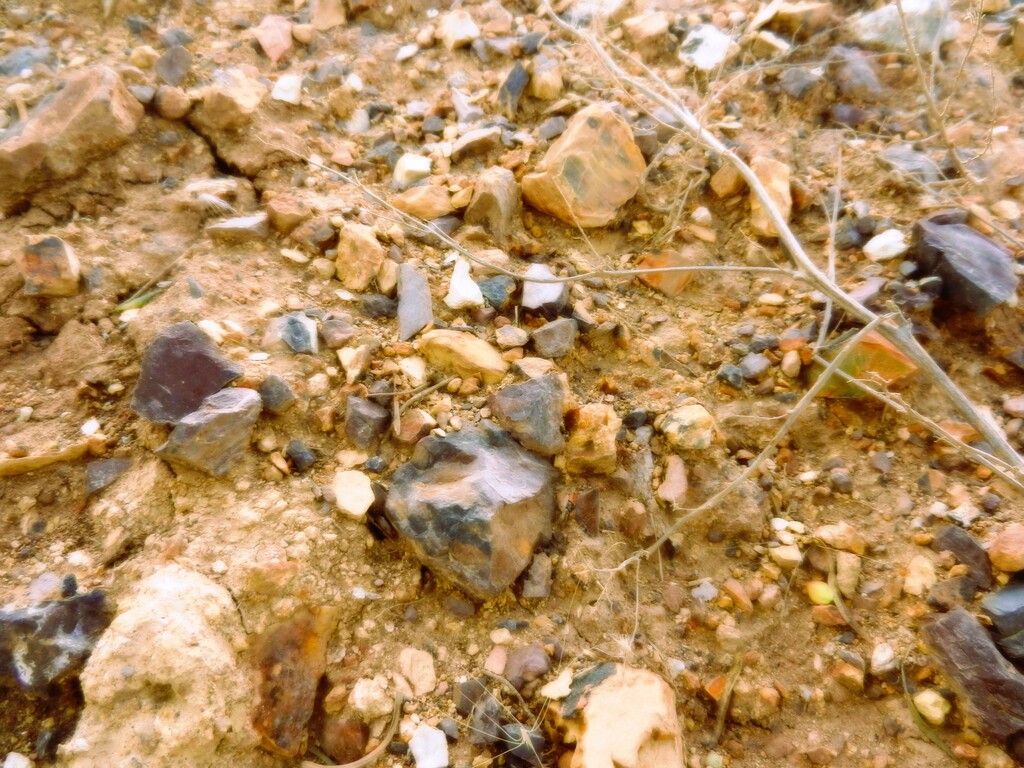 ������������� �����������