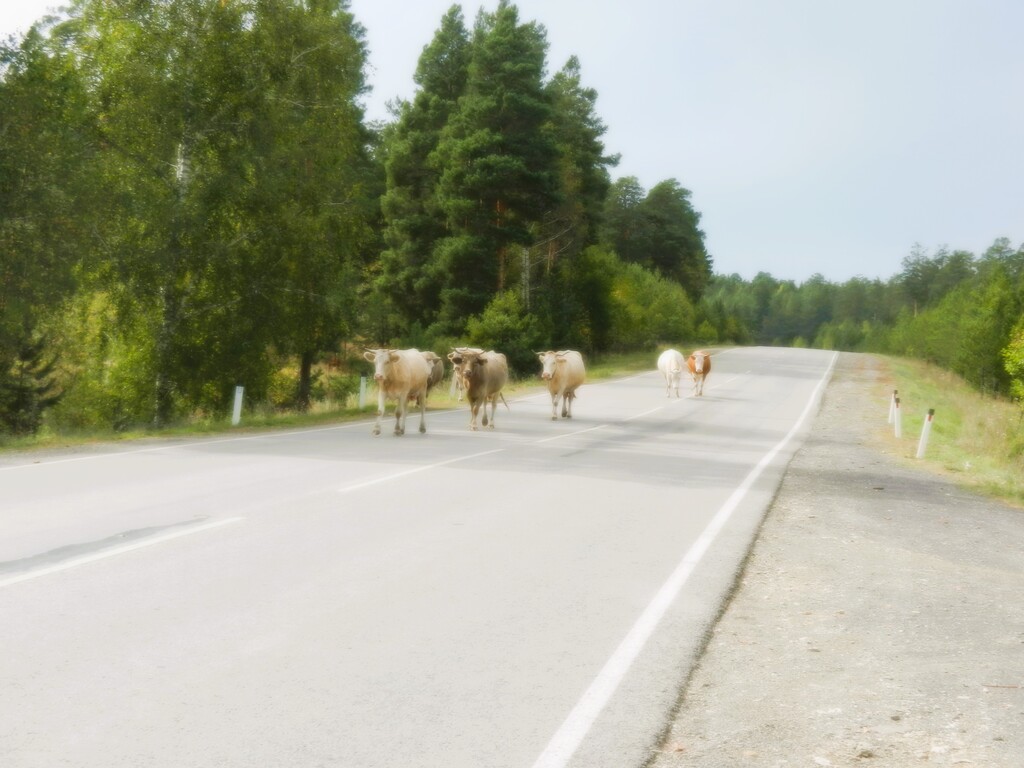 ������������� �����������