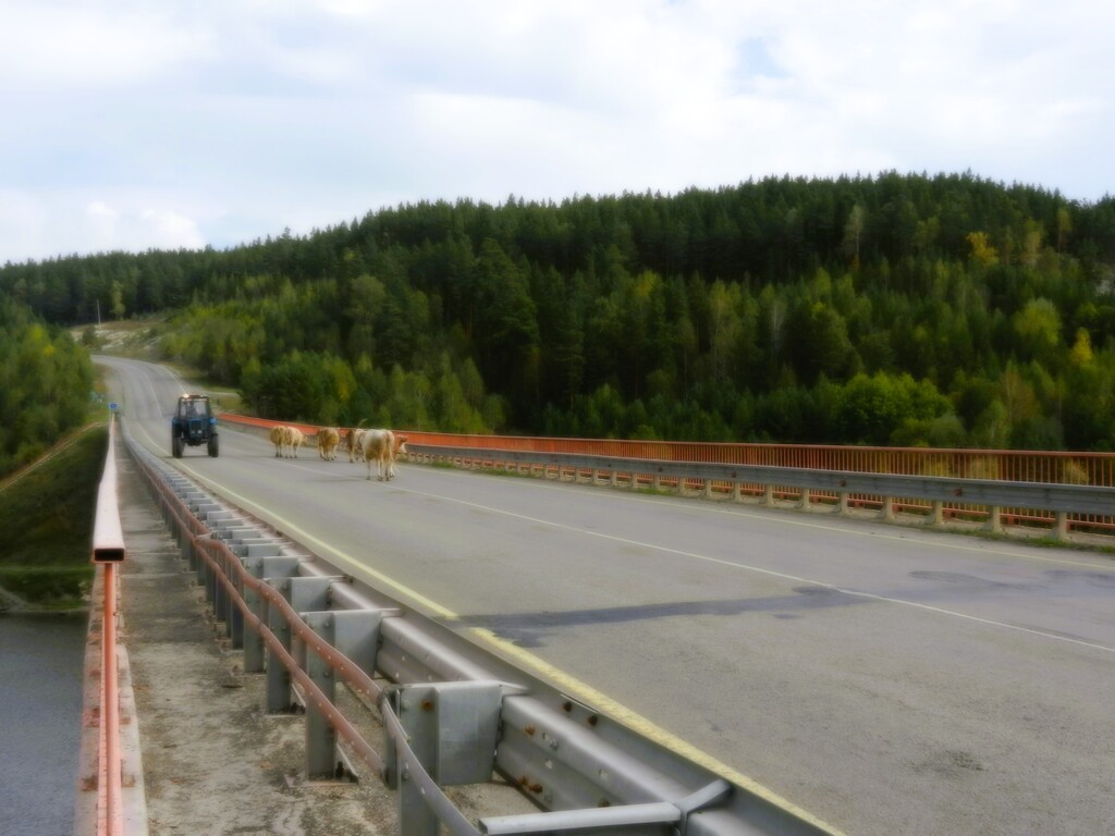 ������������� �����������