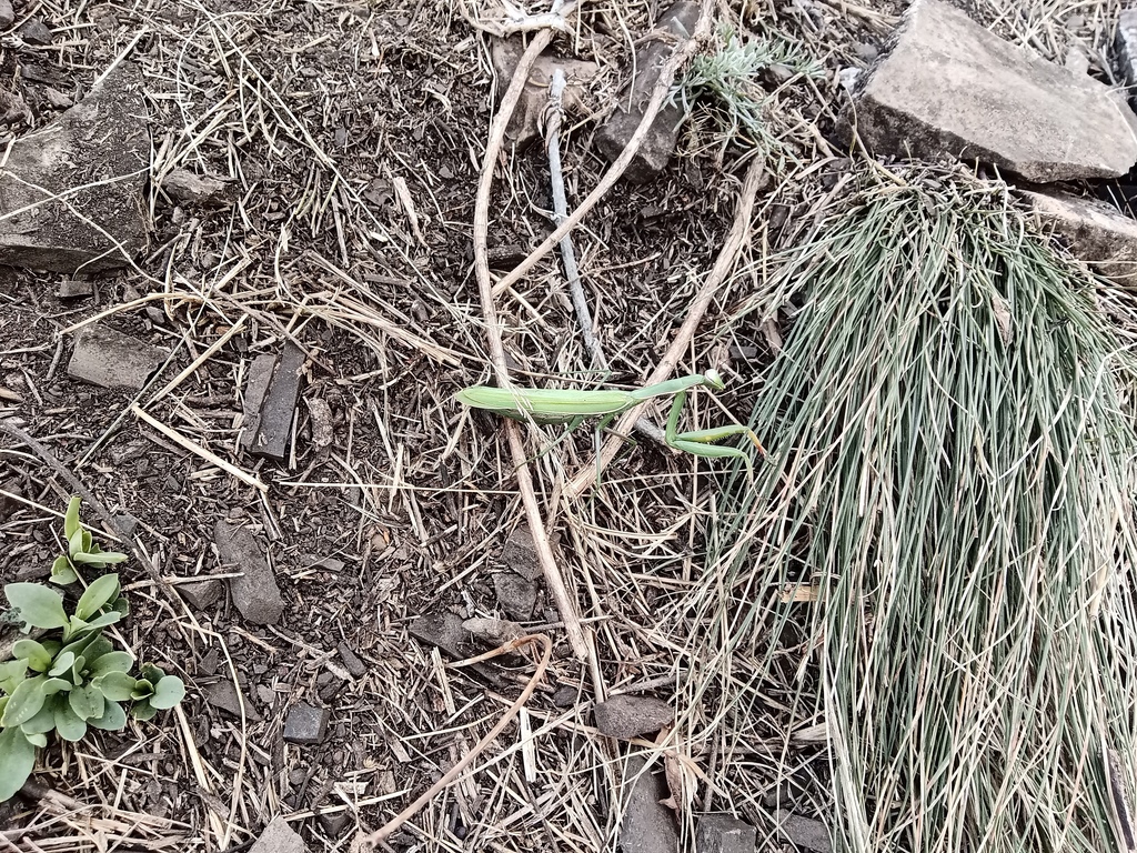 ������������� �����������