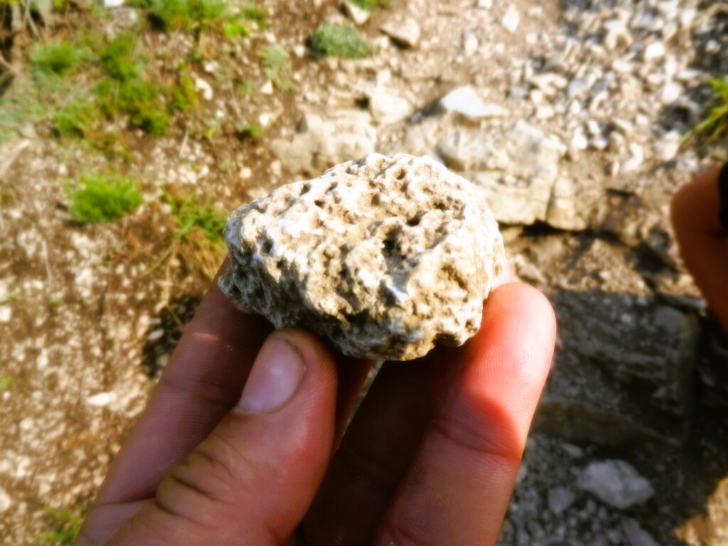 ������������� �����������