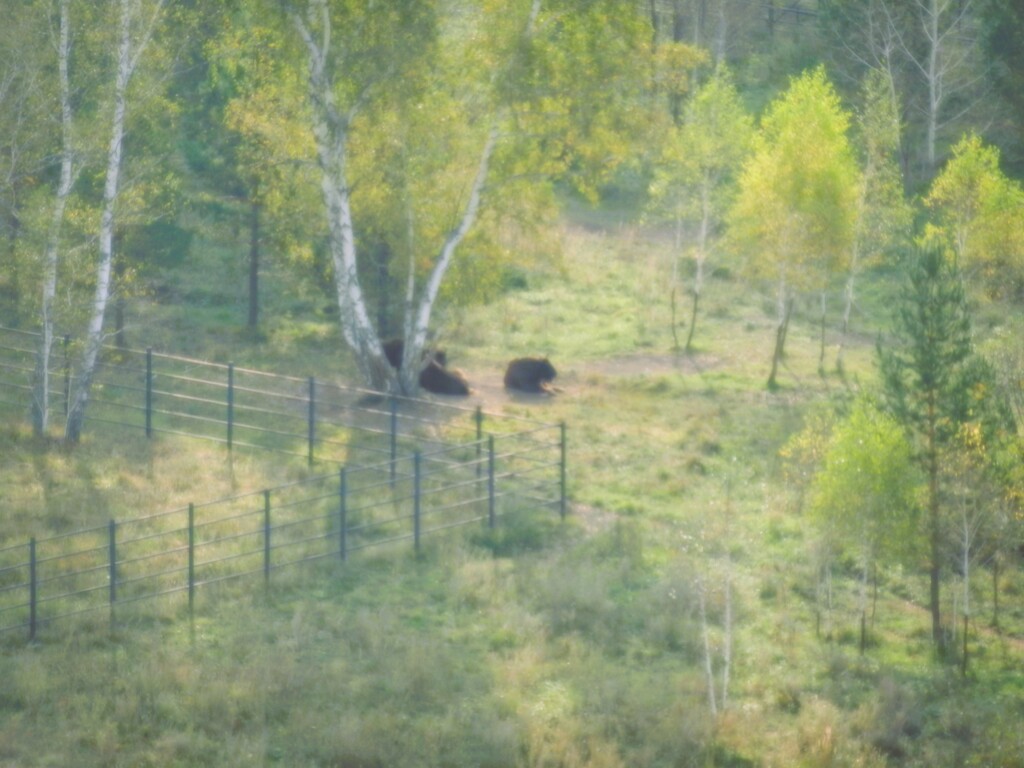 ������������� �����������