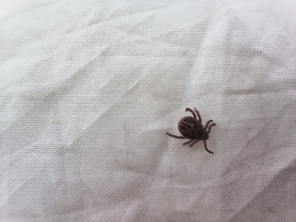 ������������� �����������