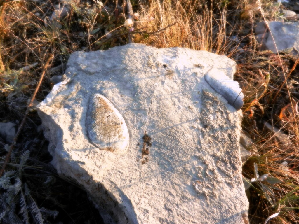 ������������� �����������