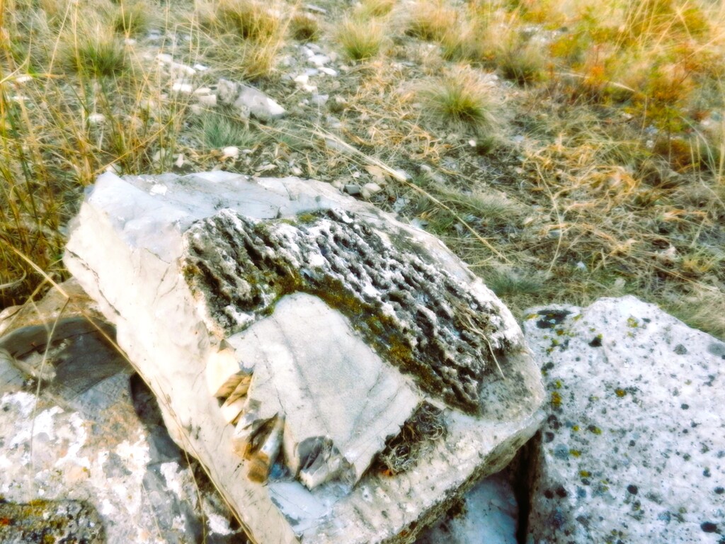 ������������� �����������