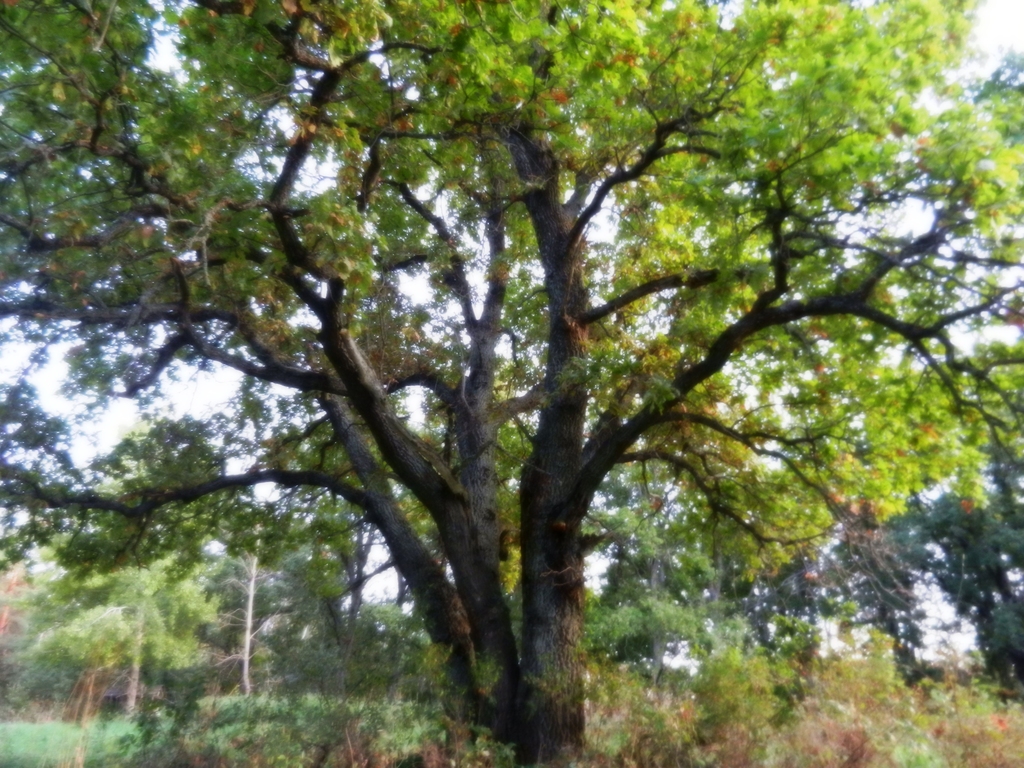 ������������� �����������