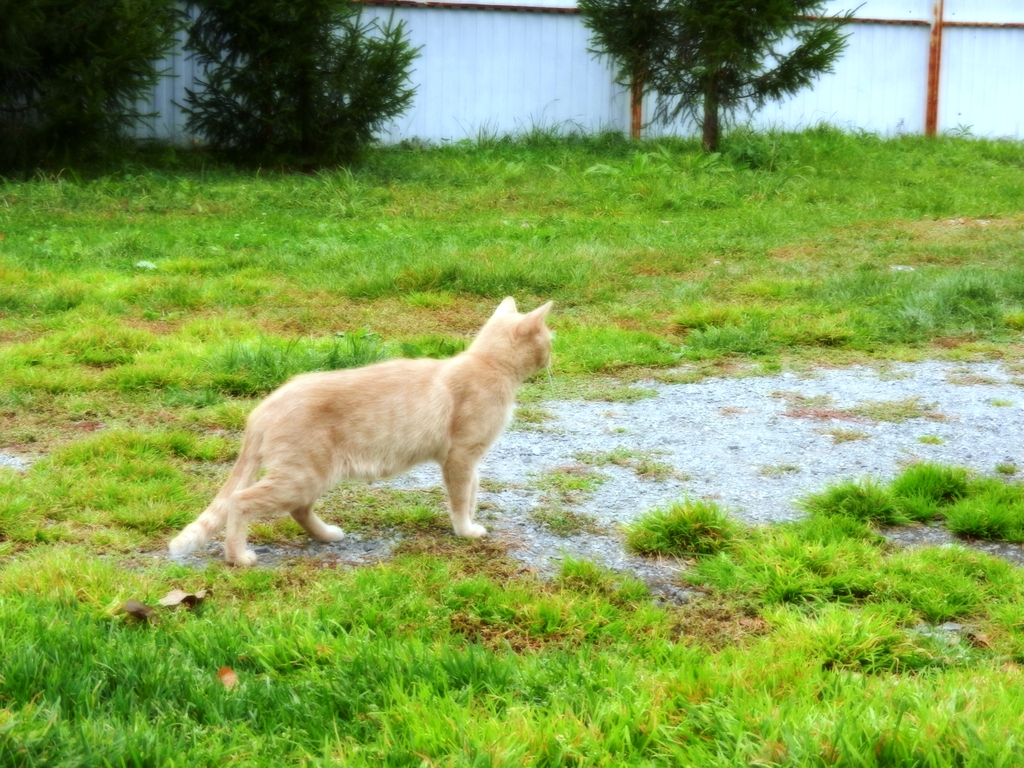 ������������� �����������