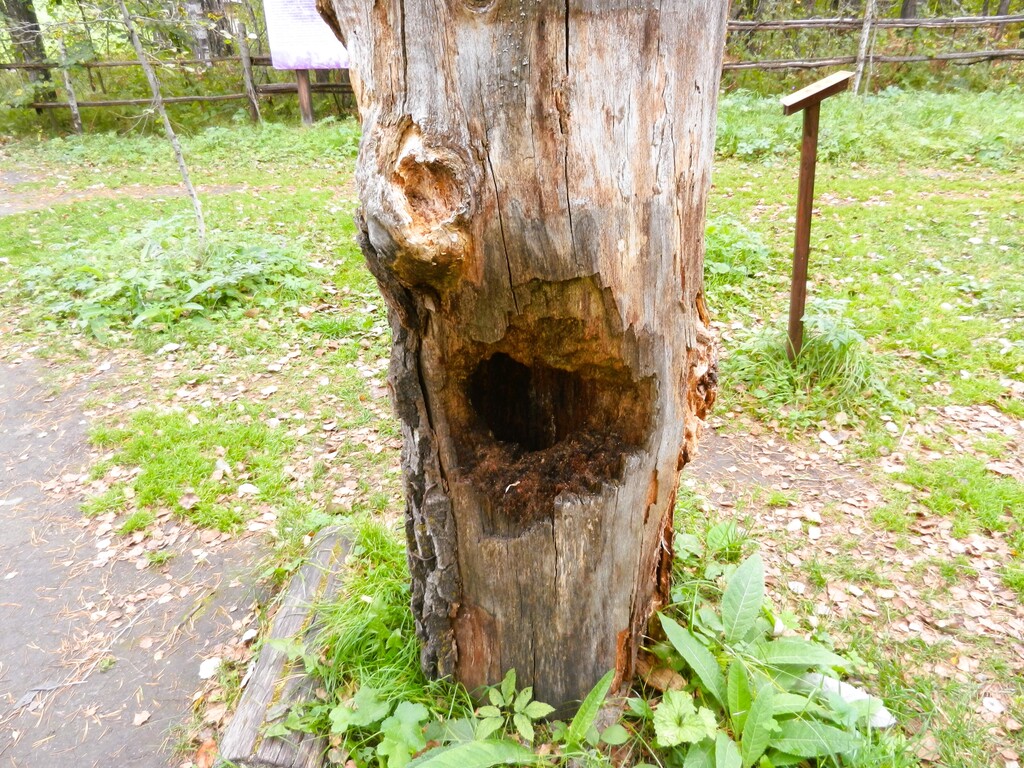 ������������� �����������