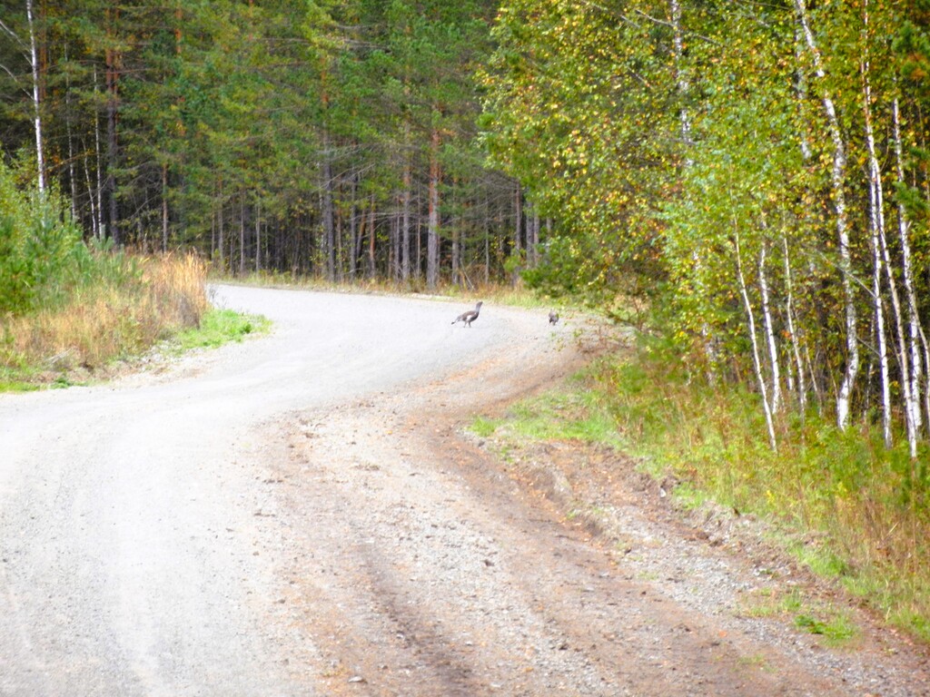 ������������� �����������