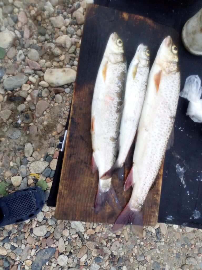 ������������� �����������