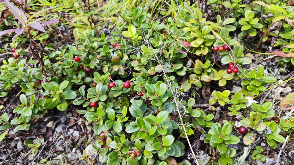 ������������� �����������