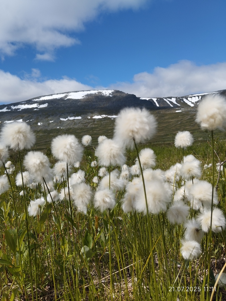 ������������� �����������