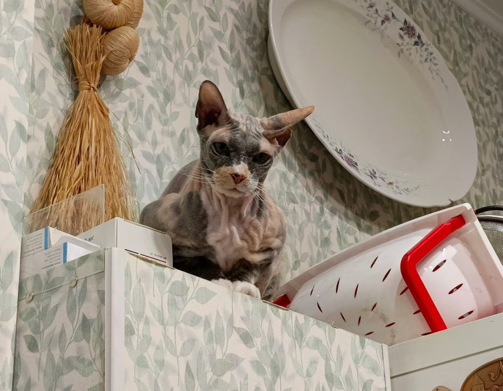 ������������� �����������