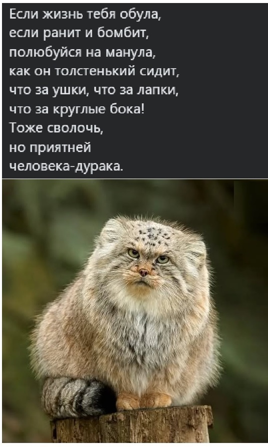 ������������� �����������