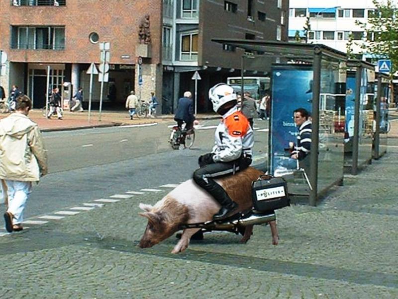Едет на свинье. Свинья в шлеме.