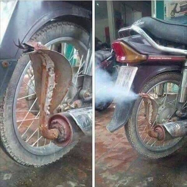 Змея на мотоцикле