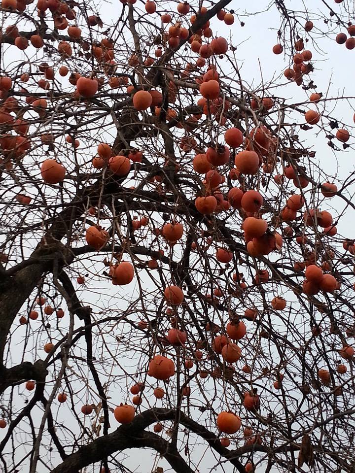 ������������� �����������