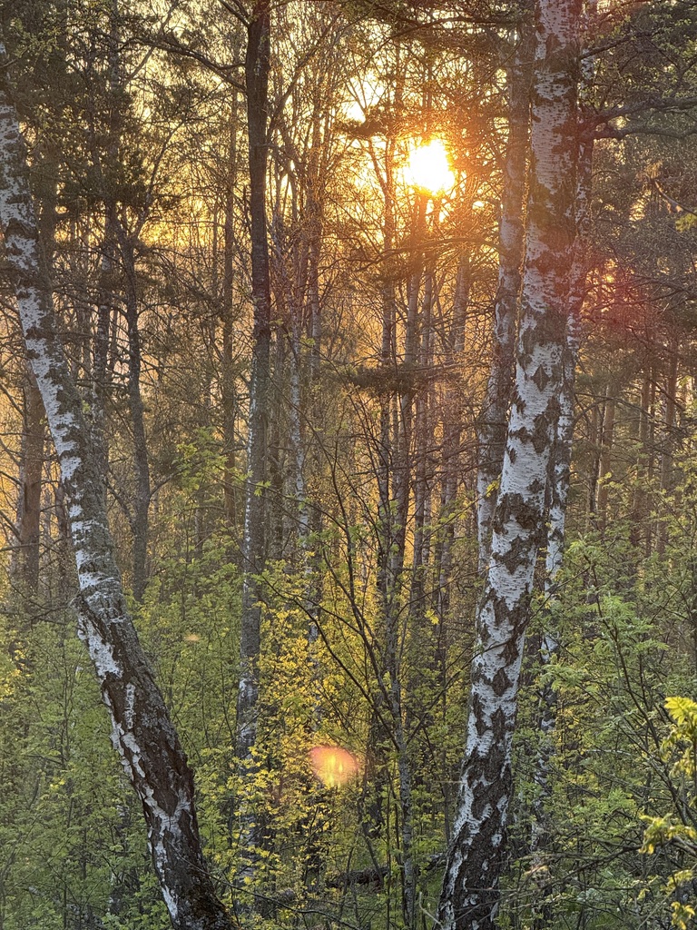 ������������� �����������